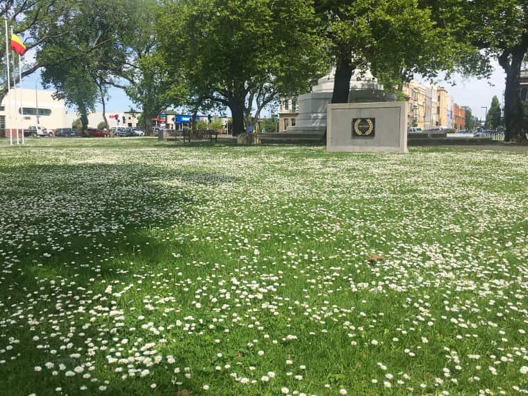 Dunedin Daisies