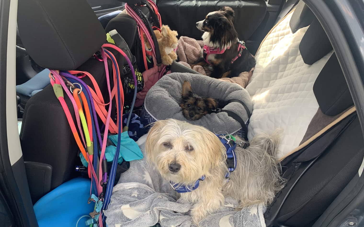 Dogs in the Car