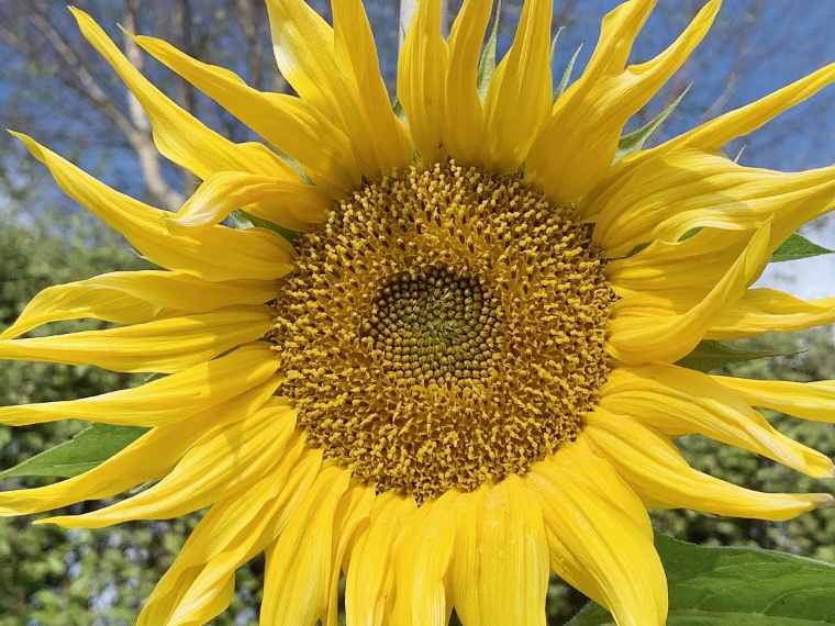Sunflower