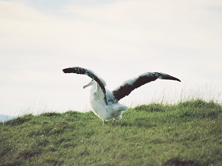 Albatross Colony 2004